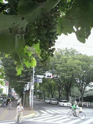 110730budo1.jpg