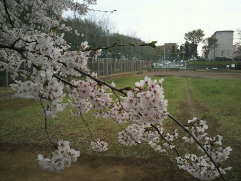 kitanarakinrinsakura.jpg